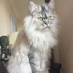 오키데
