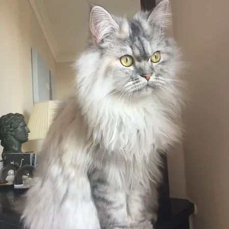 オテル オルキデ